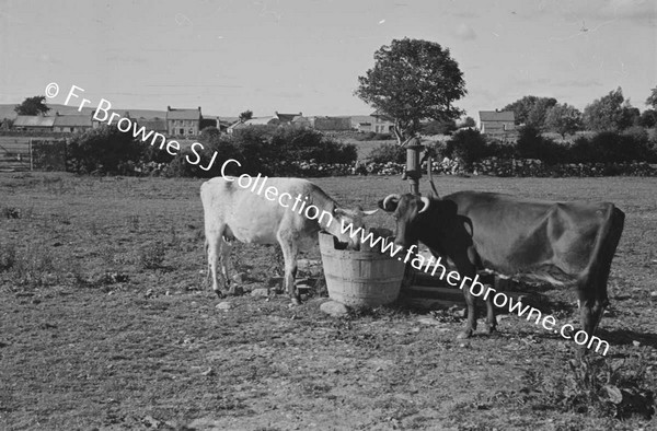 CARRICKOGUNNELL ? COWS EATING